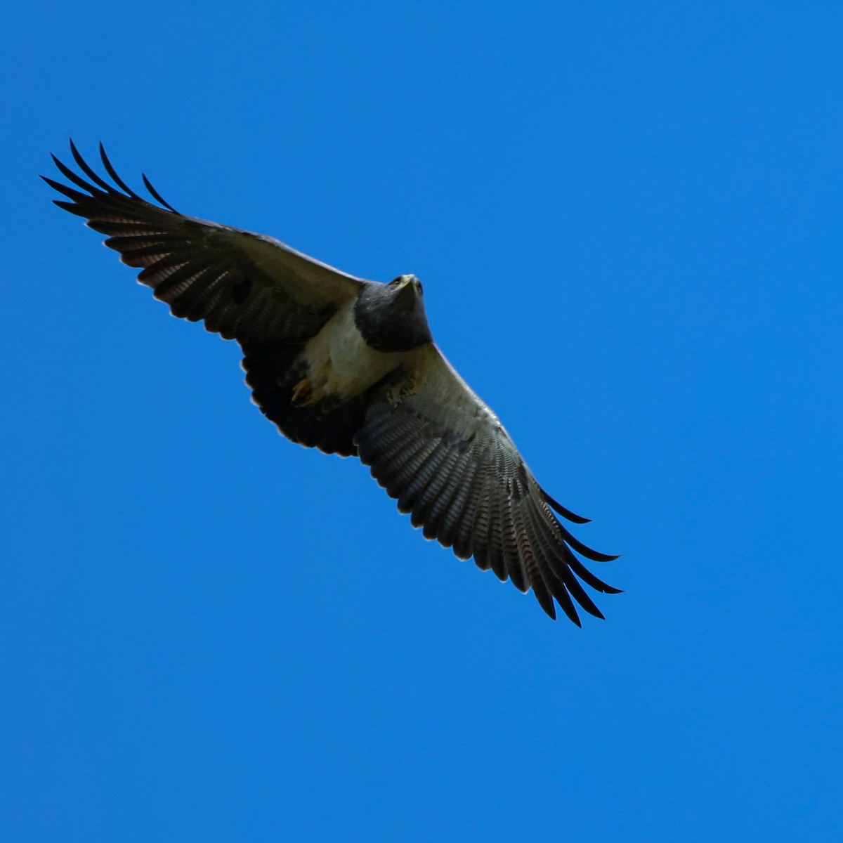 Black-chested Buzzard-Eagle - Daniel Yepes