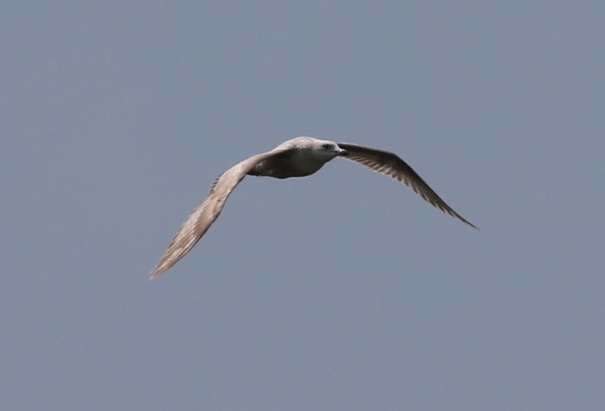 goéland ou mouette sp. - ML614722009