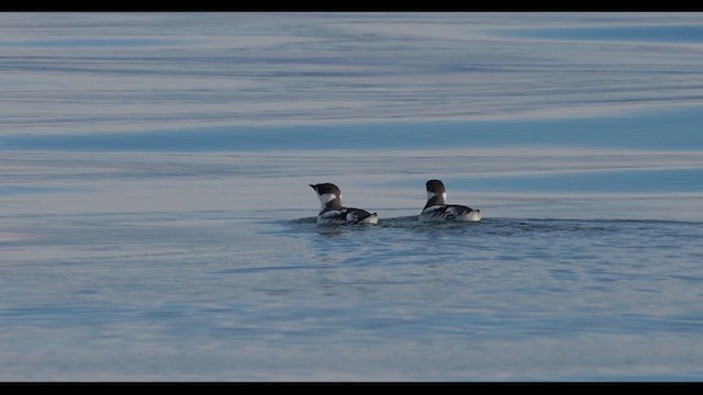 Guillemot marbré - ML614722062