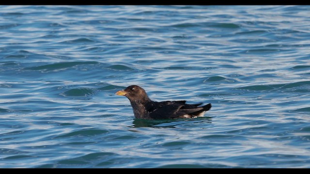 Rhinoceros Auklet - ML614722089