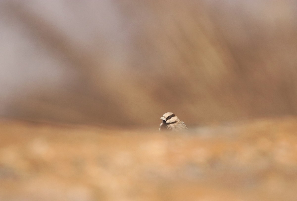 Ashy-crowned Sparrow-Lark - ML614722127