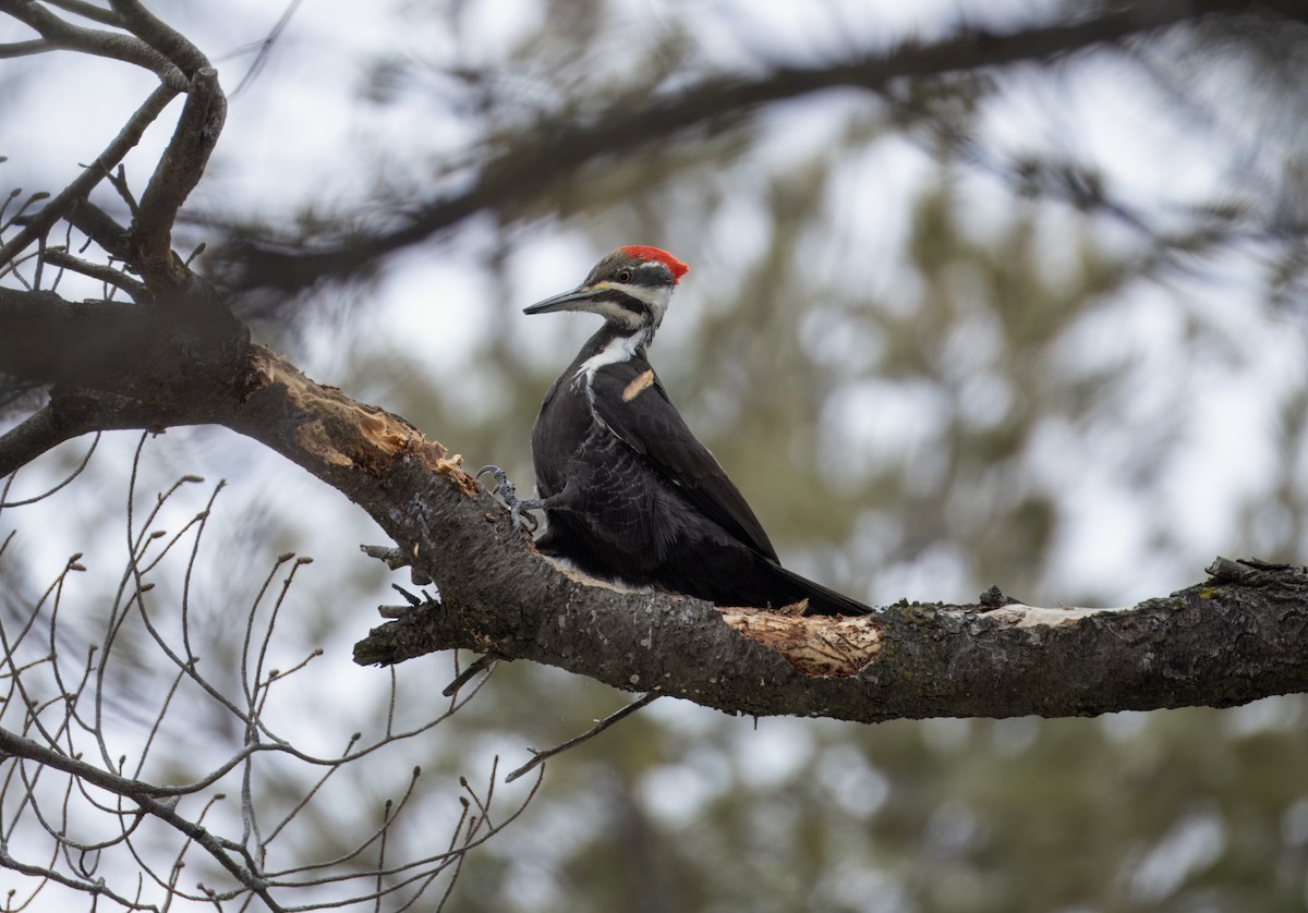 Pileated Woodpecker - Tony Peterson