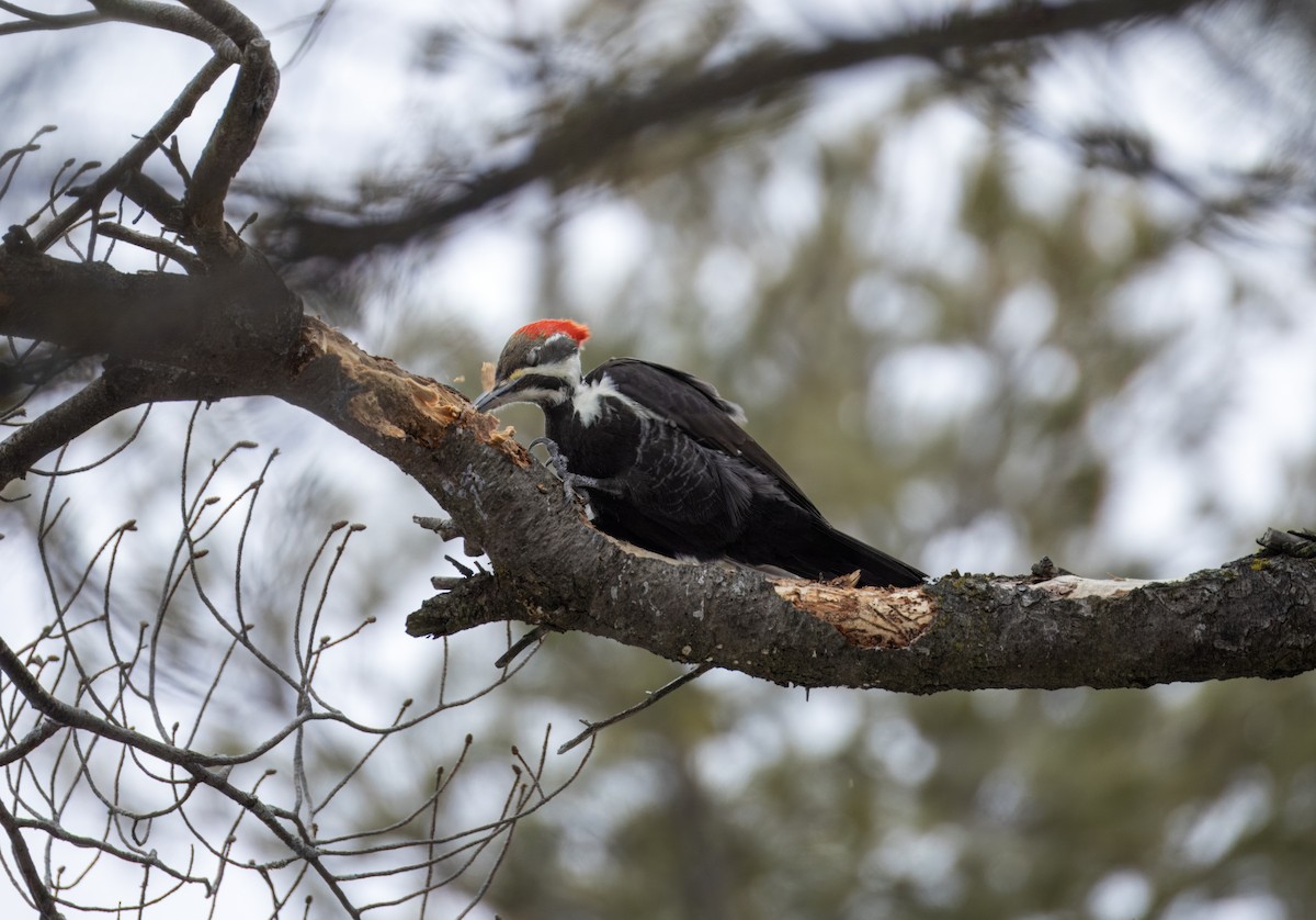 Pileated Woodpecker - Tony Peterson
