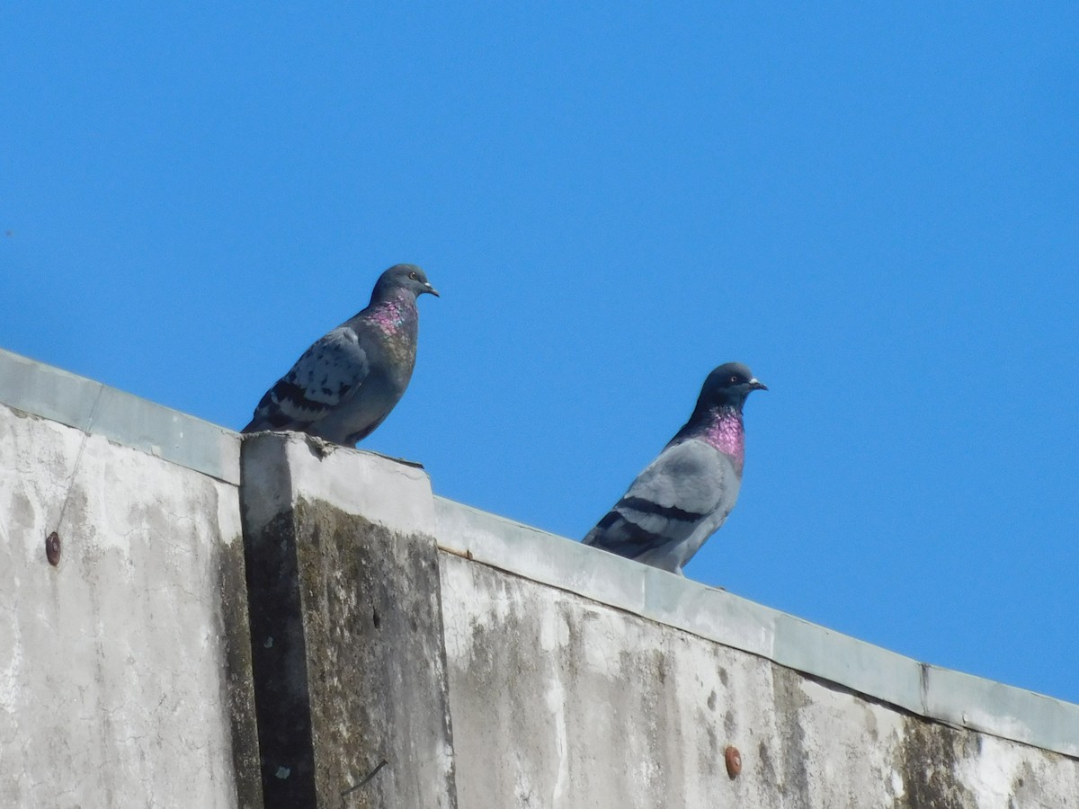 Rock Pigeon (Feral Pigeon) - ML614722198