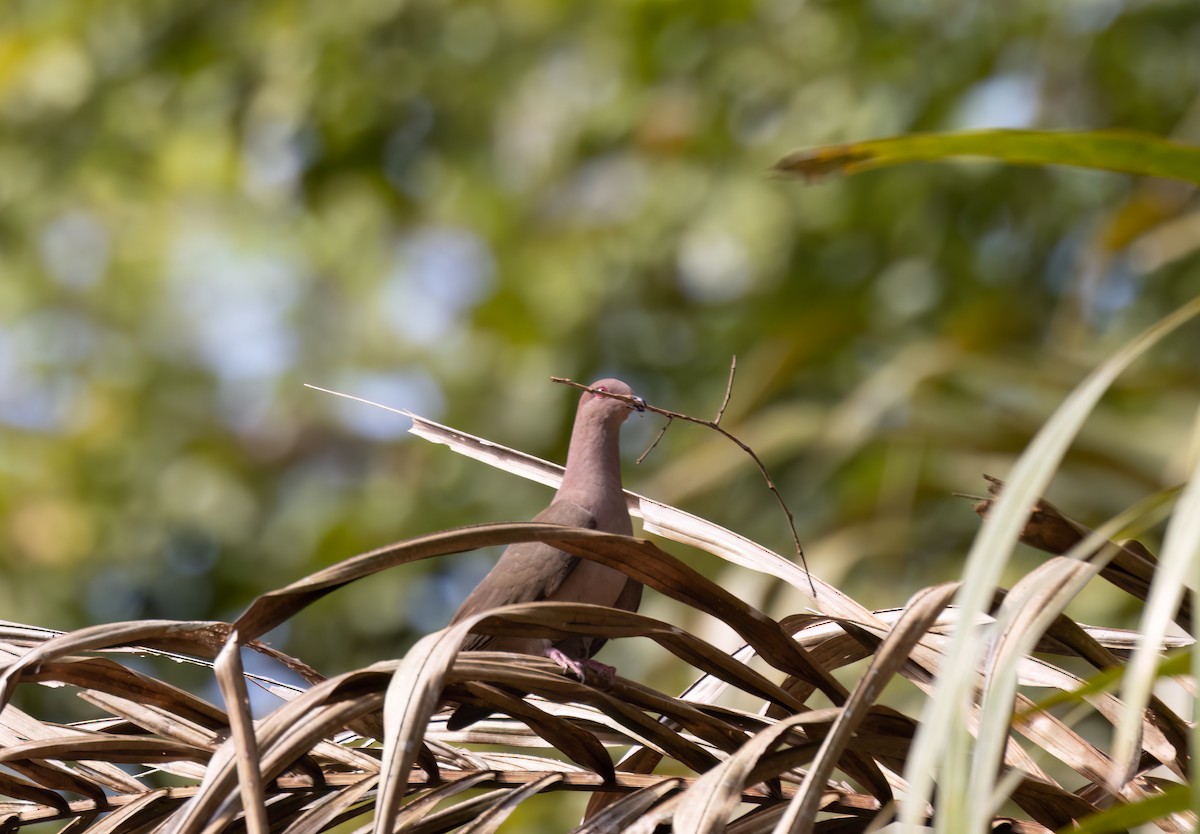 Short-billed Pigeon - Robert McMorran