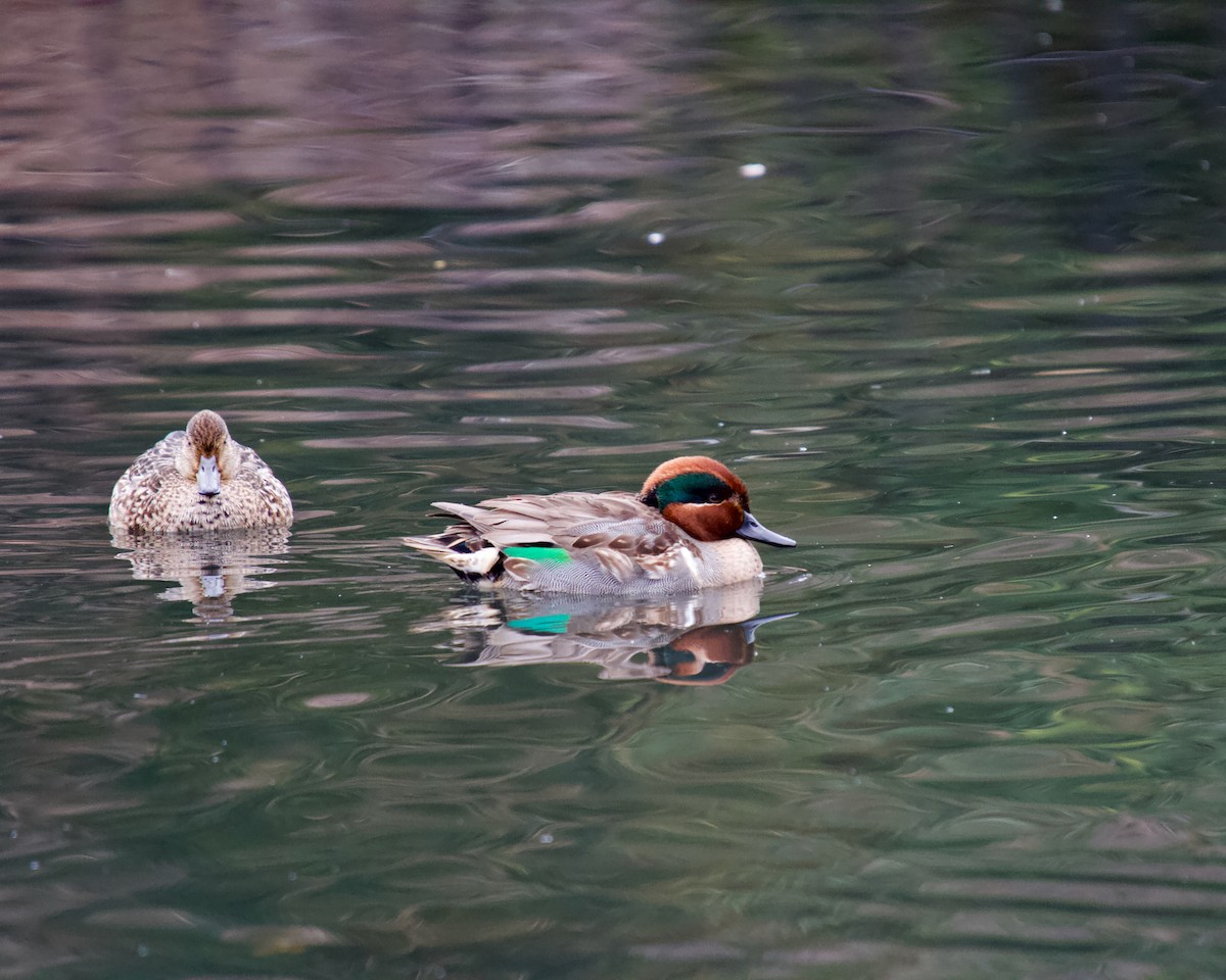 Green-winged Teal - ML614722250