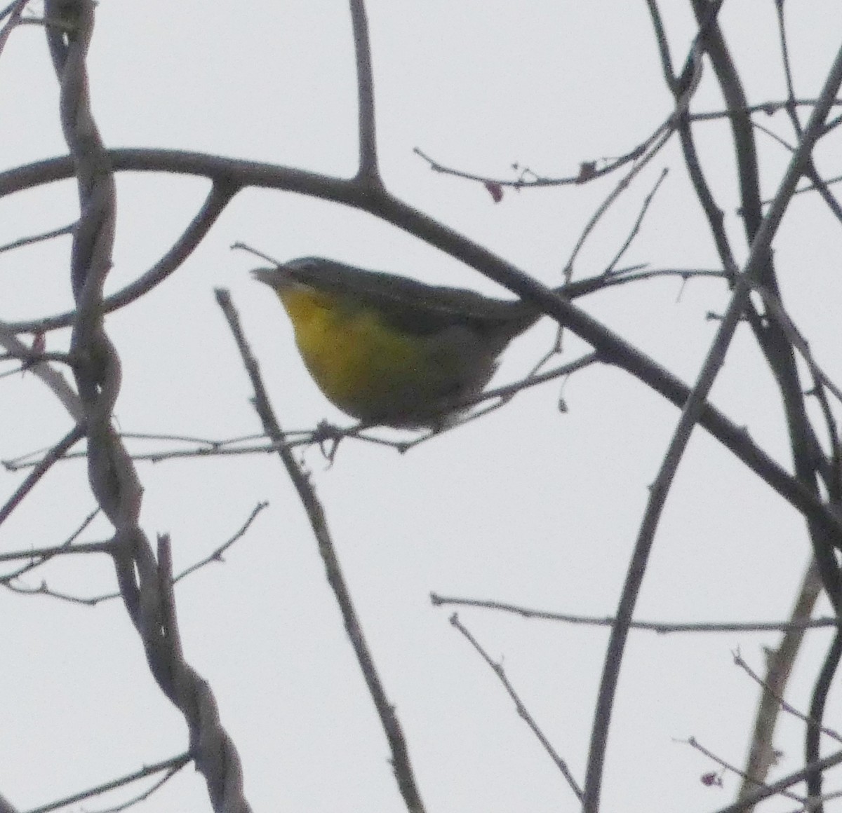 Yellow-breasted Chat - ML614722257