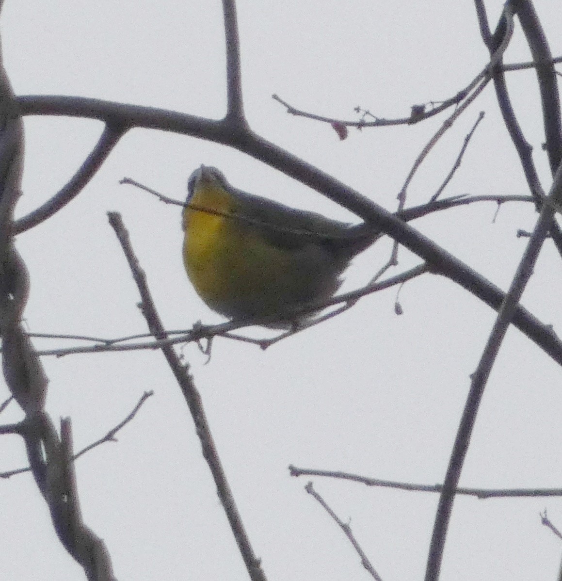 Yellow-breasted Chat - ML614722258