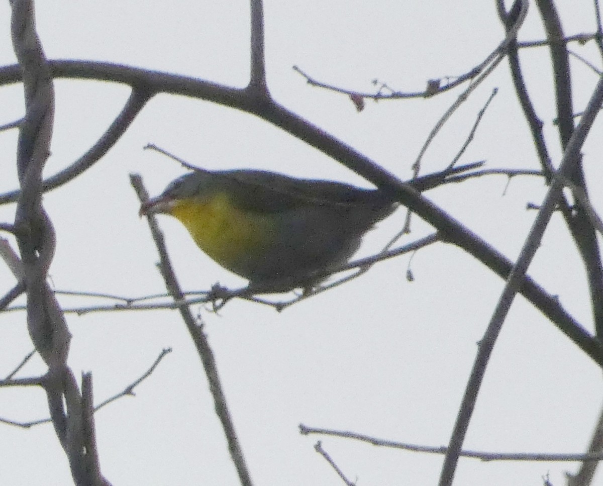 Yellow-breasted Chat - ML614722259