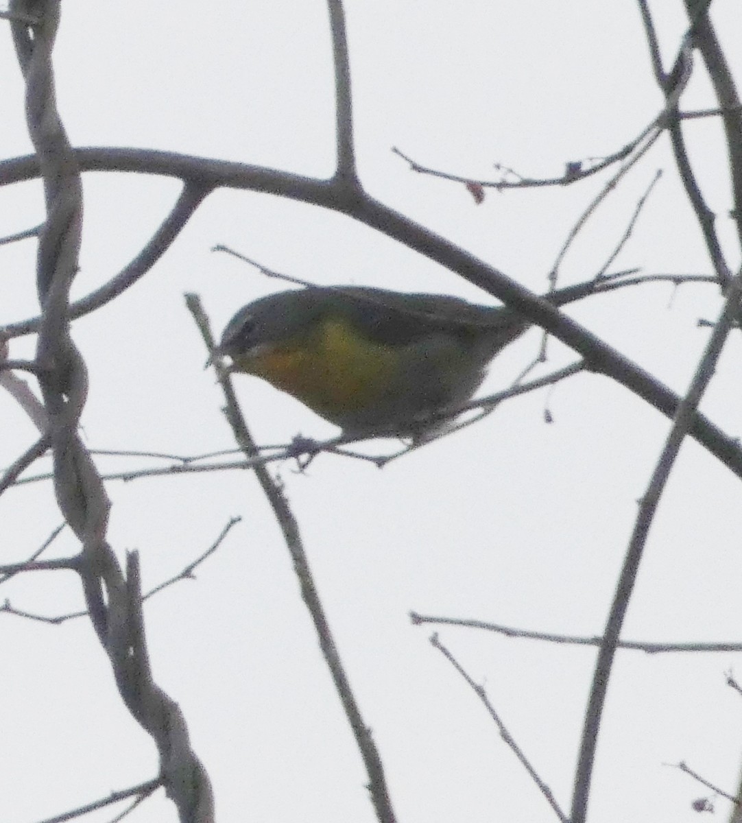 Yellow-breasted Chat - ML614722260