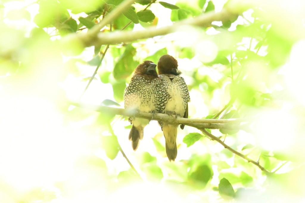 Scaly-breasted Munia - ML614722275