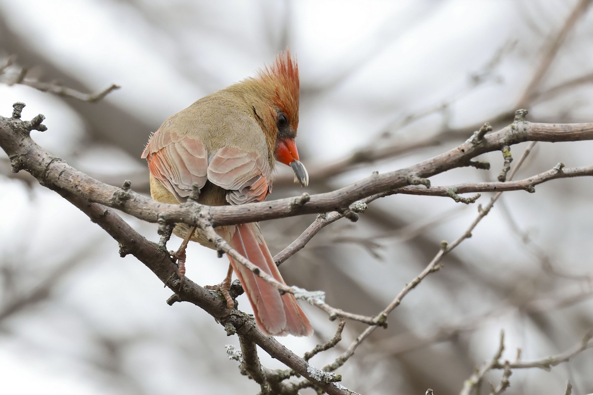 Northern Cardinal - ML614722331