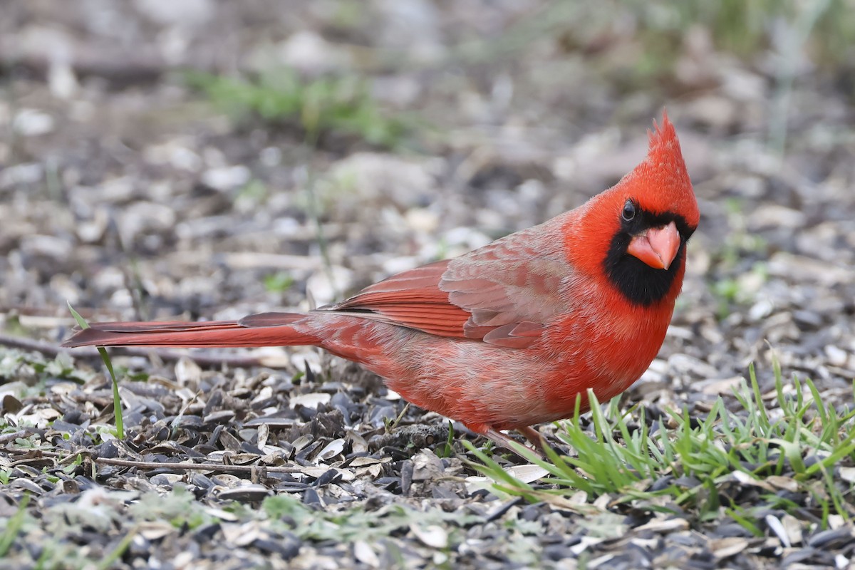 Northern Cardinal - ML614722332