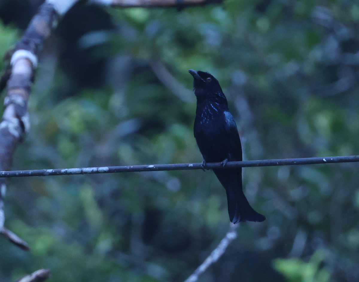 Drongo à crinière (borneensis) - ML614722435