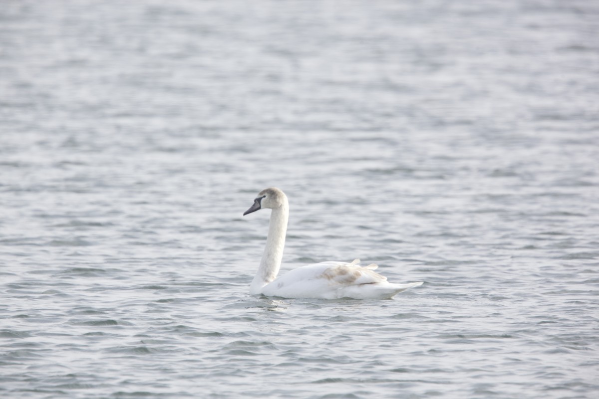 Mute Swan - ML614722446