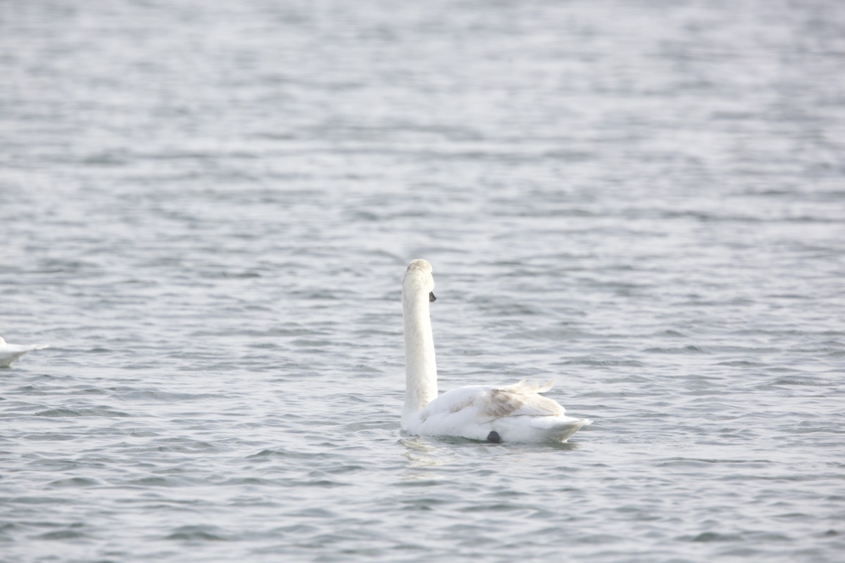 Mute Swan - ML614722448