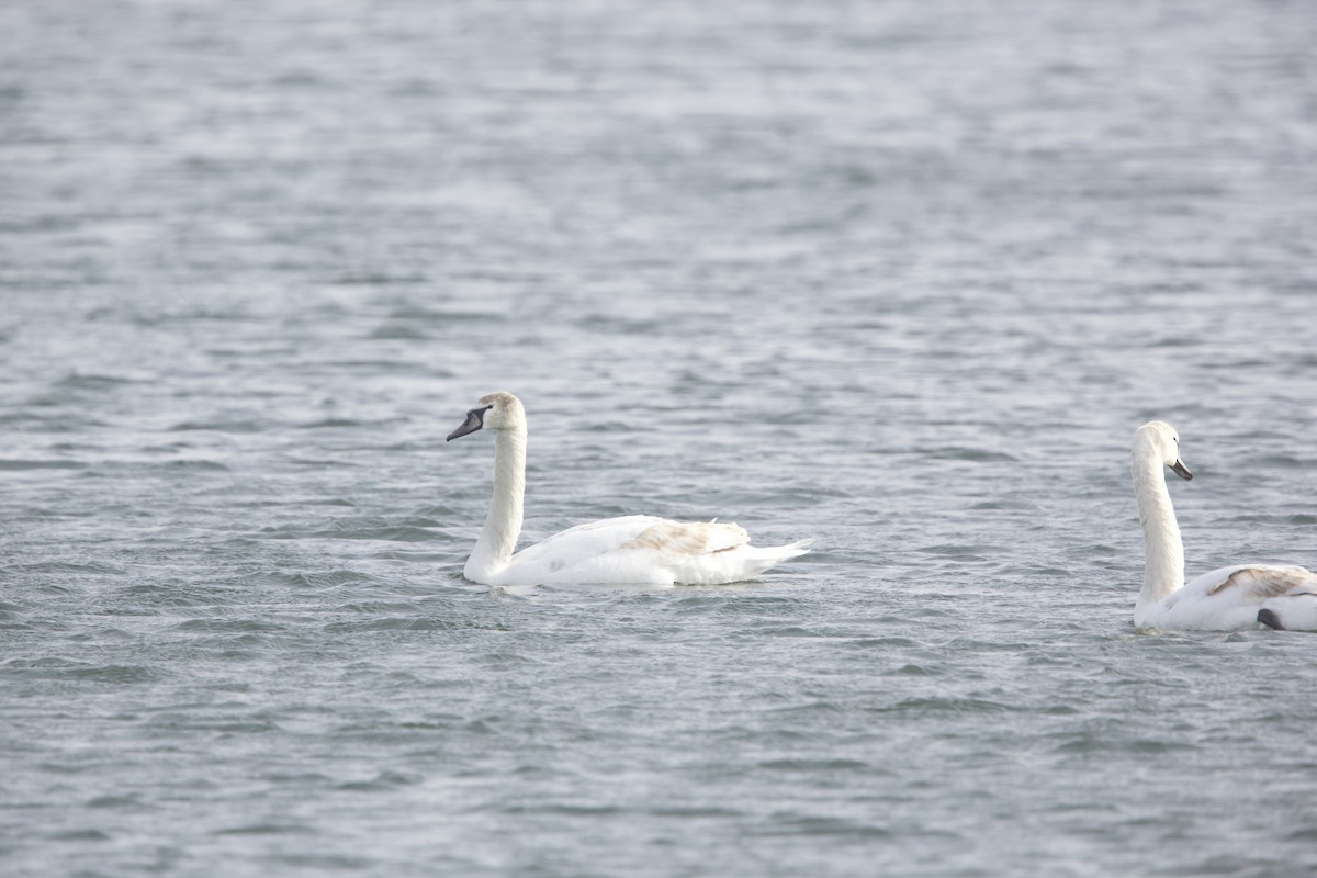 Mute Swan - ML614722449