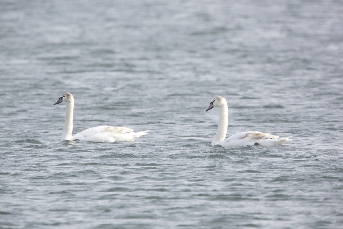 Mute Swan - ML614722450