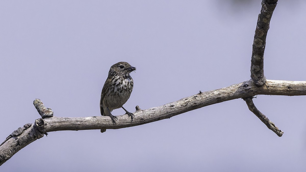 Böhm's Flycatcher - ML614722462