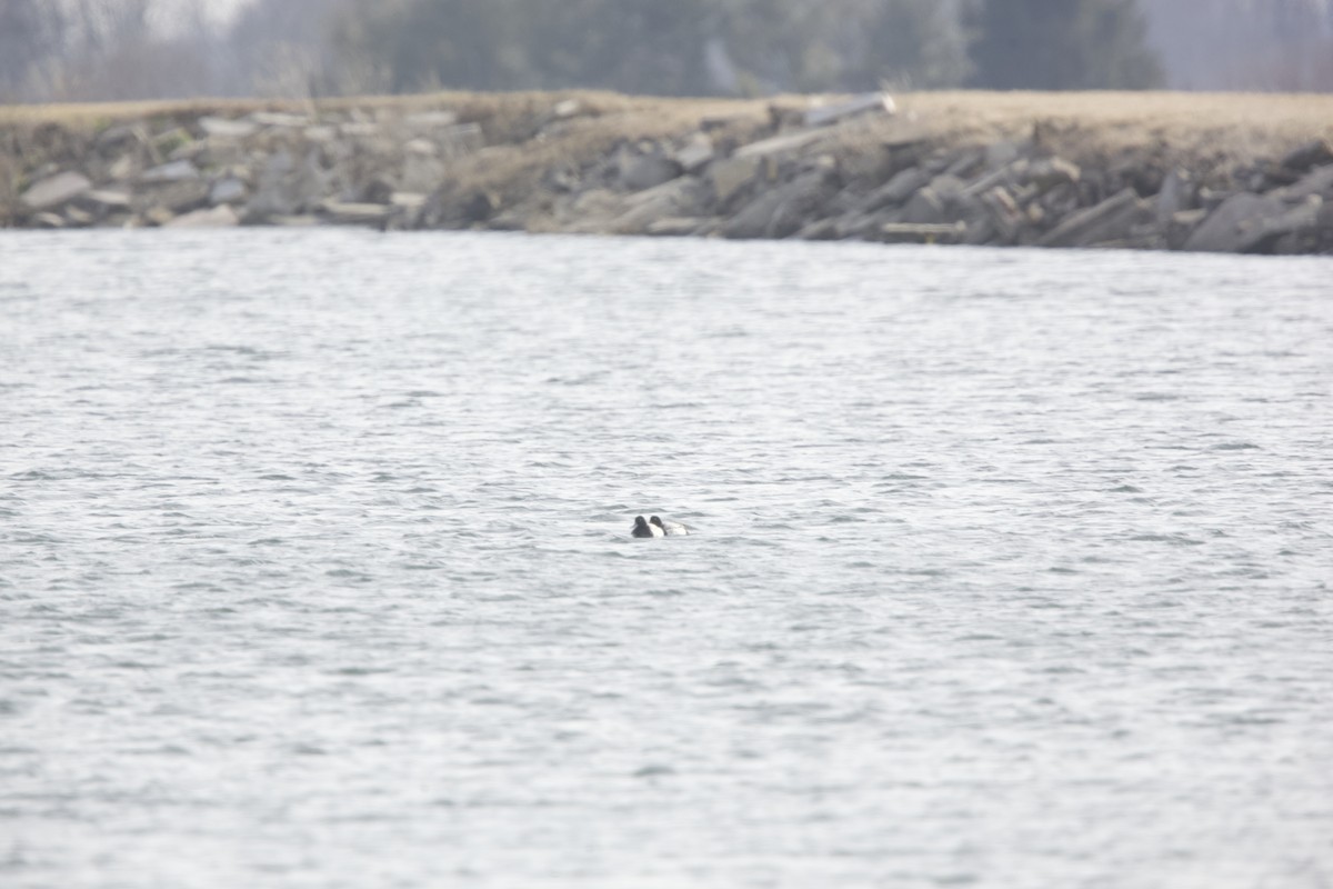 Lesser Scaup - ML614722471