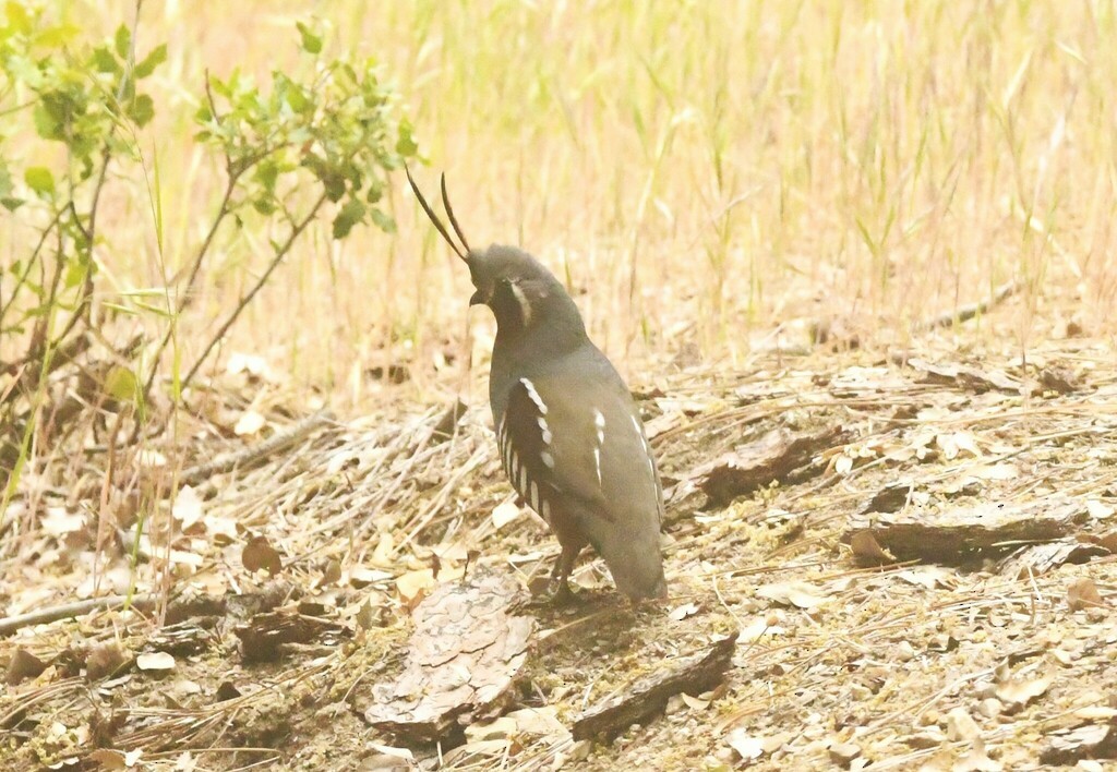 Mountain Quail - ML614722527