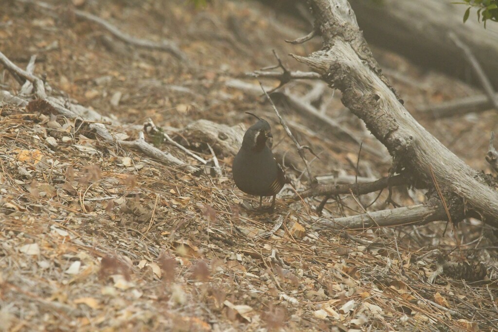 Mountain Quail - ML614722528