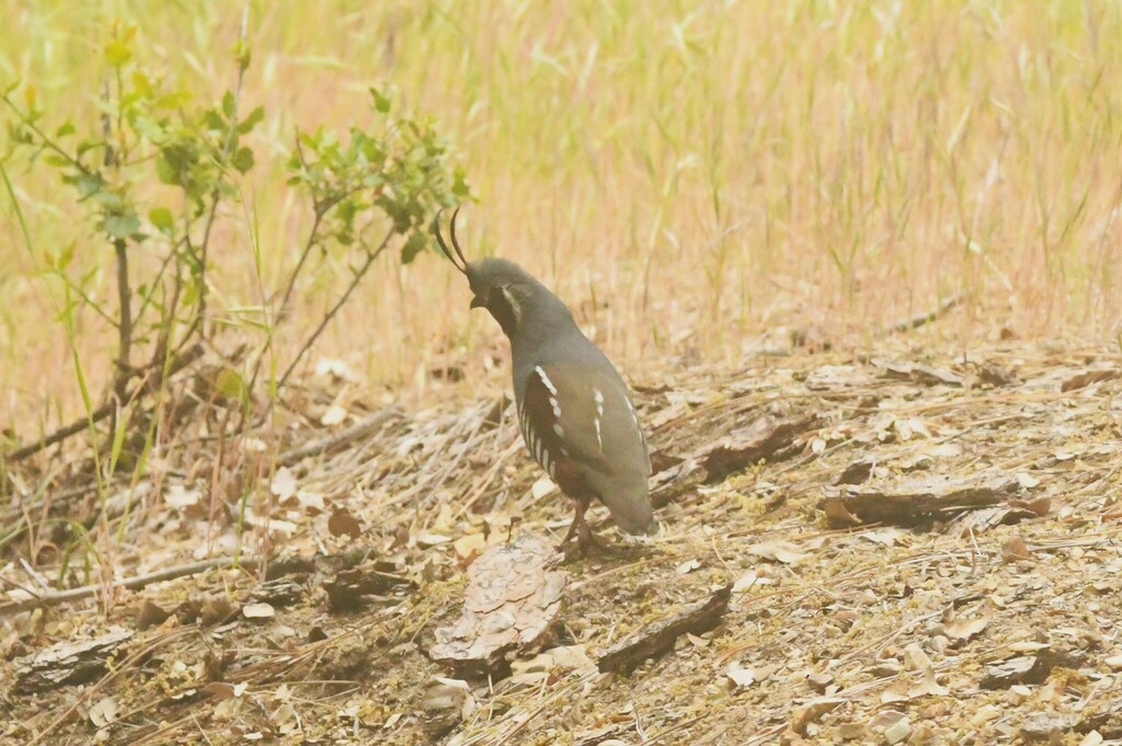 Mountain Quail - Hannah Girgente