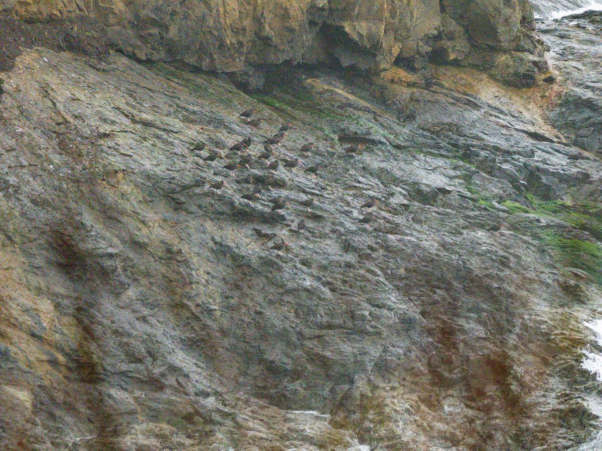 Black Oystercatcher - Michael Krall