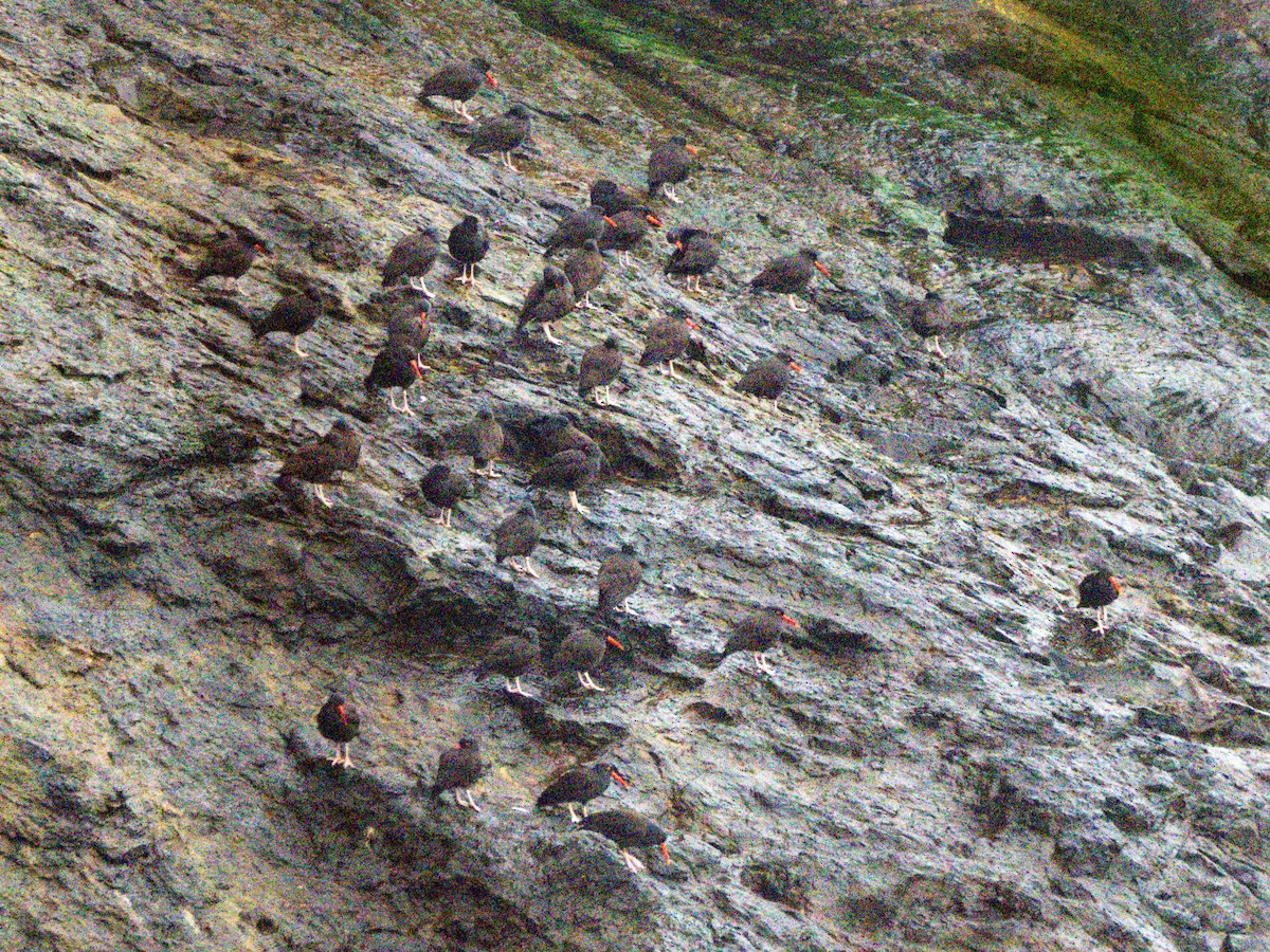 Black Oystercatcher - Michael Krall