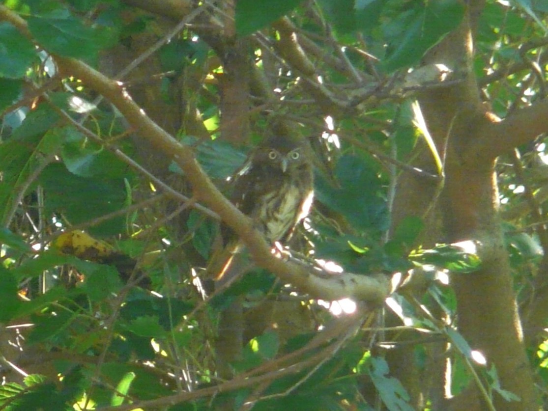Ferruginous Pygmy-Owl - ML614722578