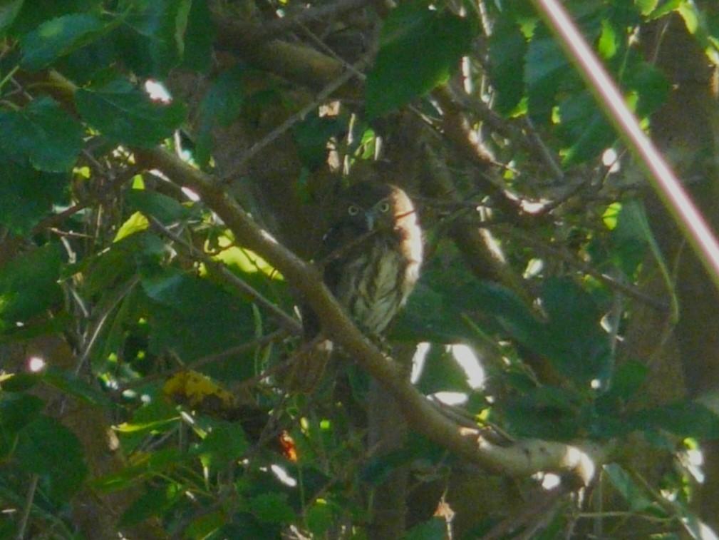 Ferruginous Pygmy-Owl - ML614722579
