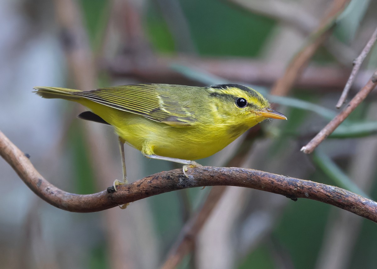 Sulphur-breasted Warbler - Ayuwat Jearwattanakanok