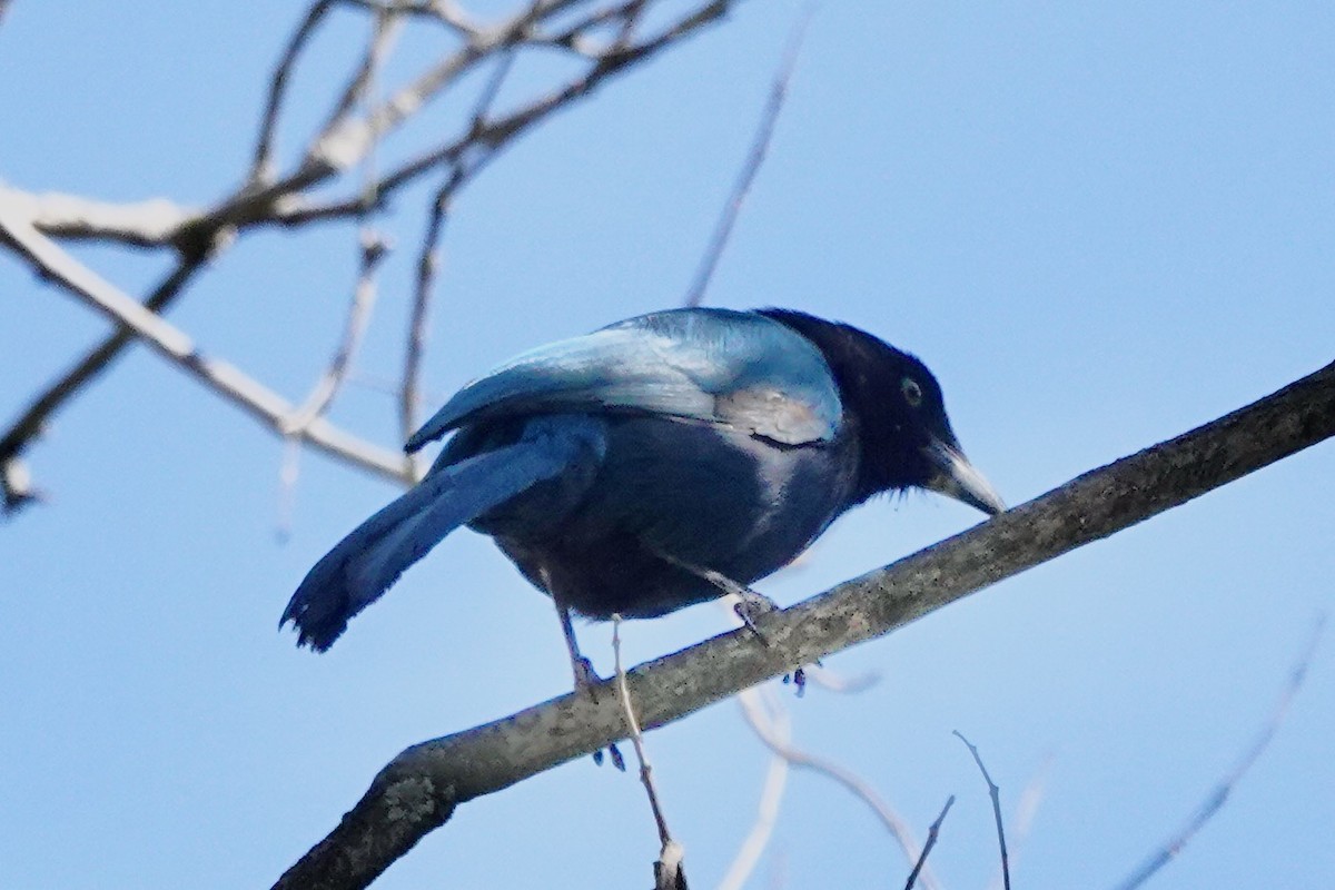 Bushy-crested Jay - ML614722736