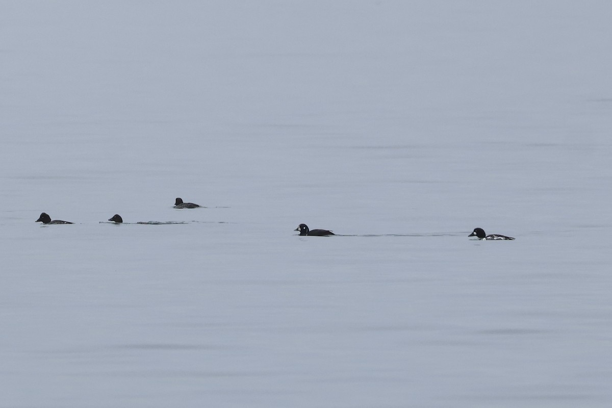 Harlequin Duck - ML614722738