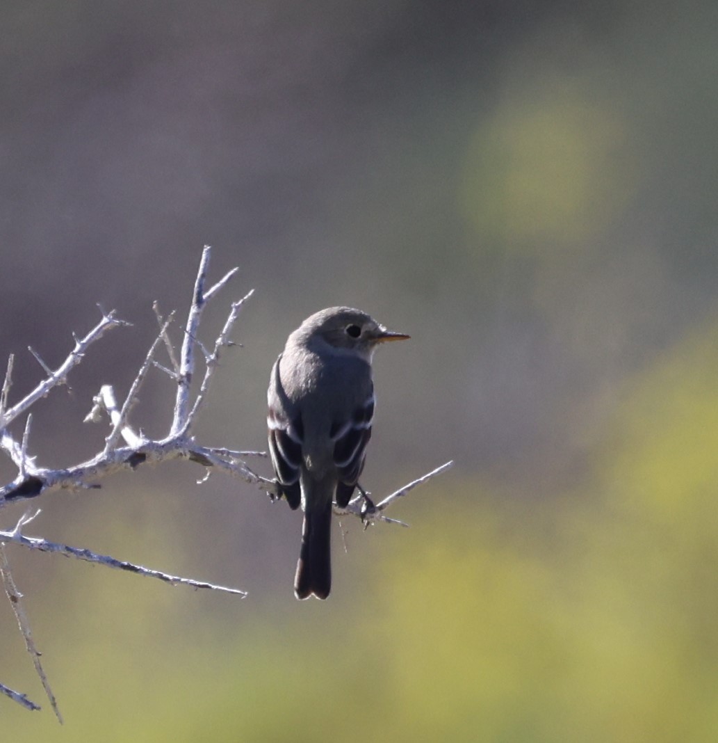 Gray Flycatcher - ML614722957