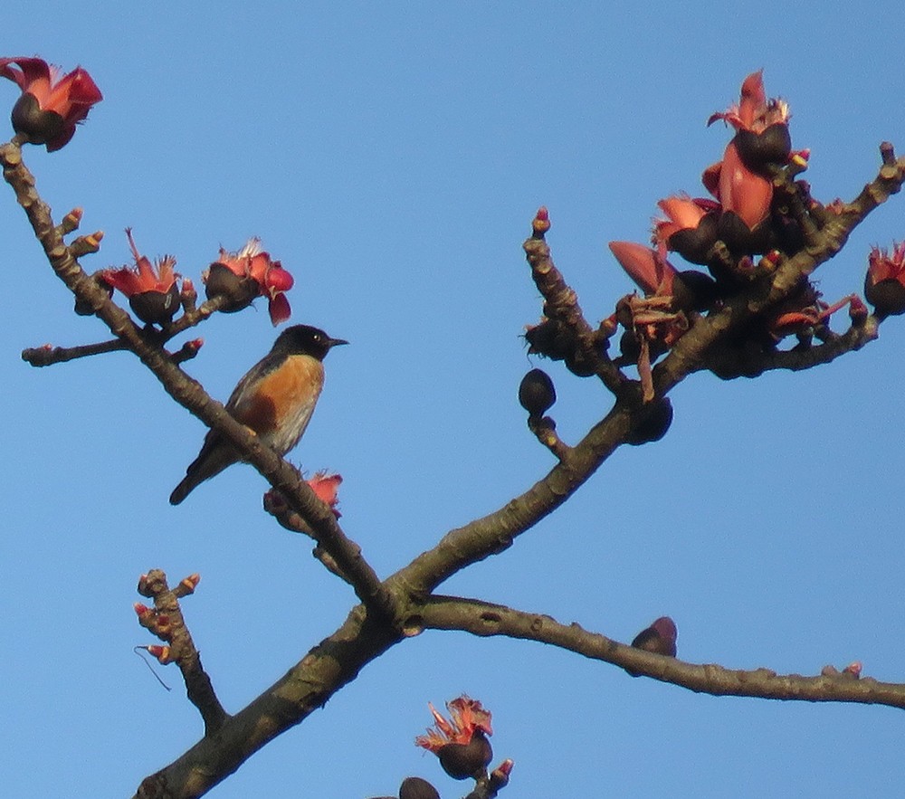 Spot-winged Starling - ML614722991