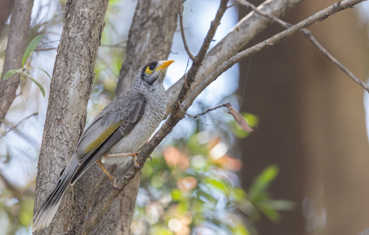 Noisy Miner - ML614722999