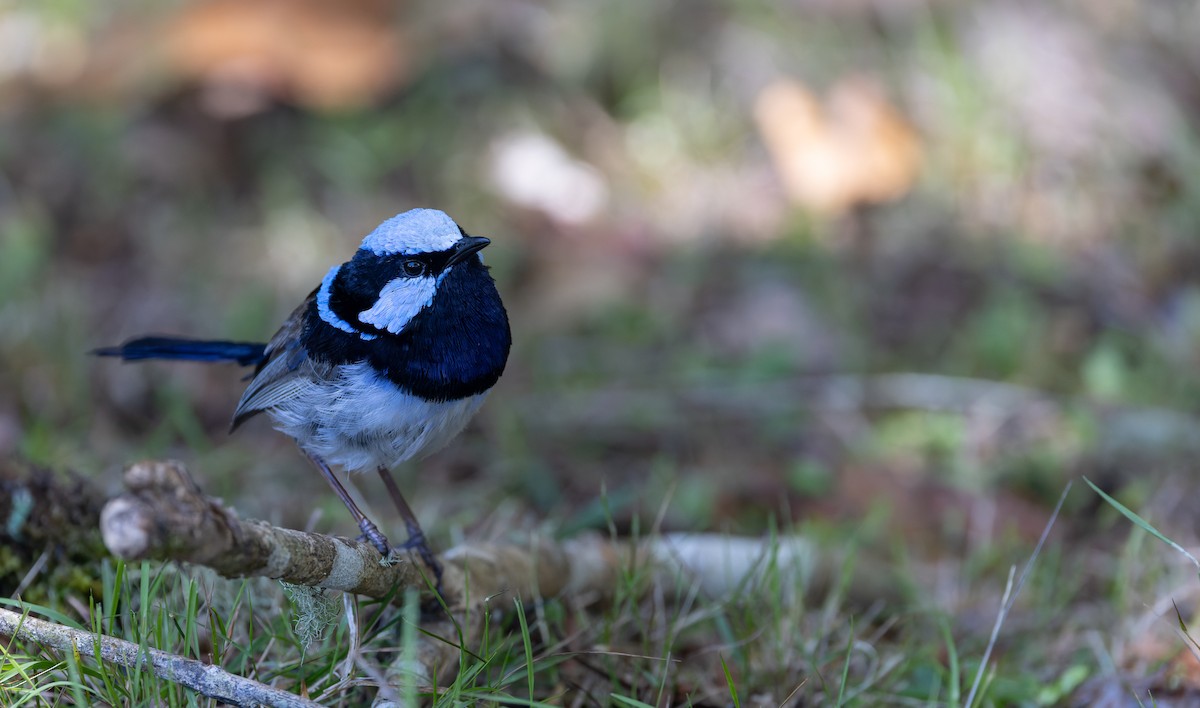 Superb Fairywren - Ian Davies