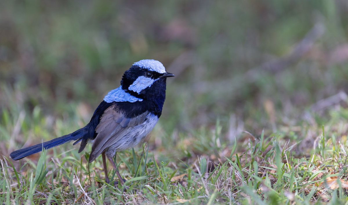 Superb Fairywren - Ian Davies