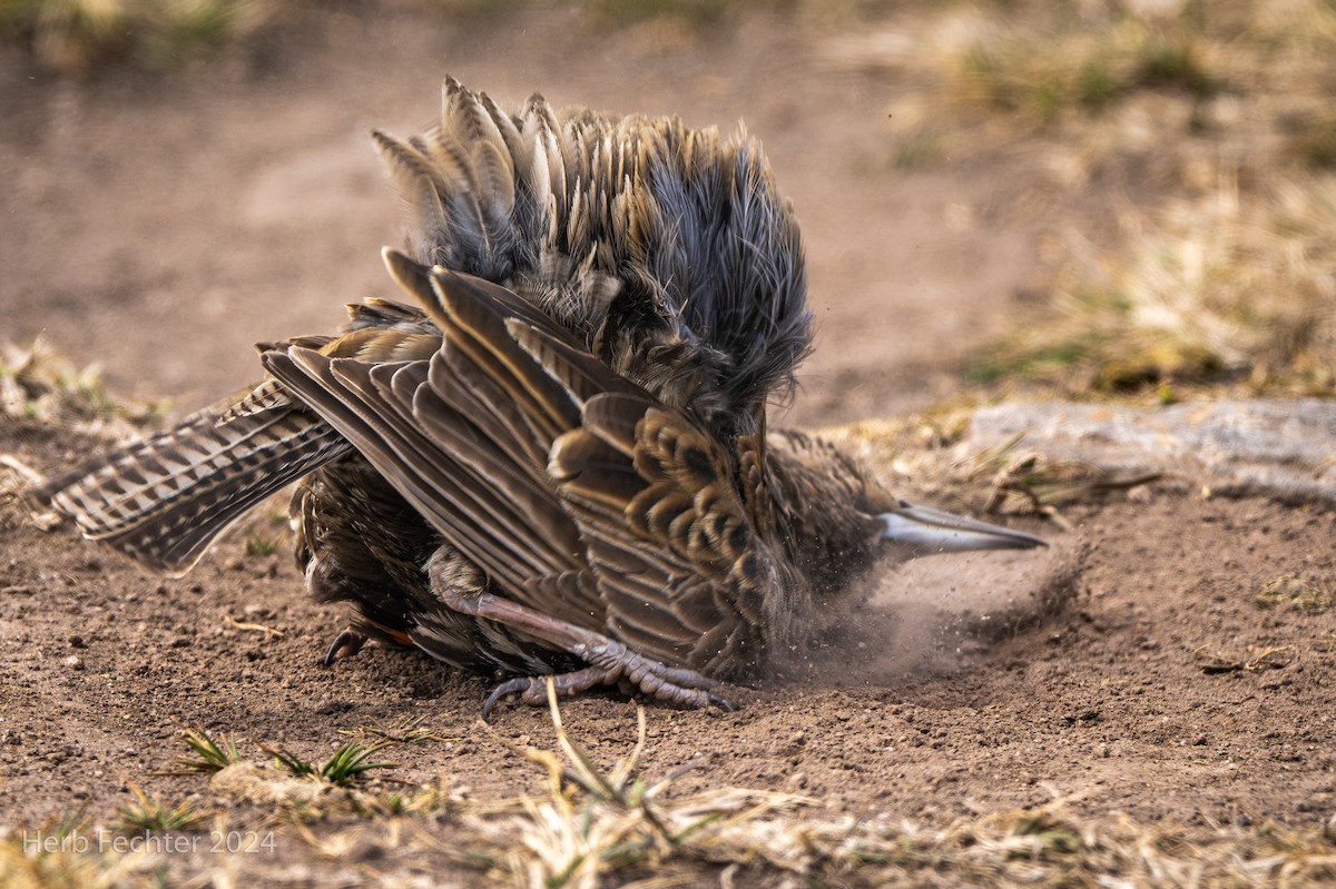 Long-tailed Meadowlark - Herbert Fechter