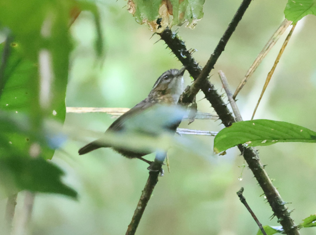 Mountain Wren-Babbler - ML614723378