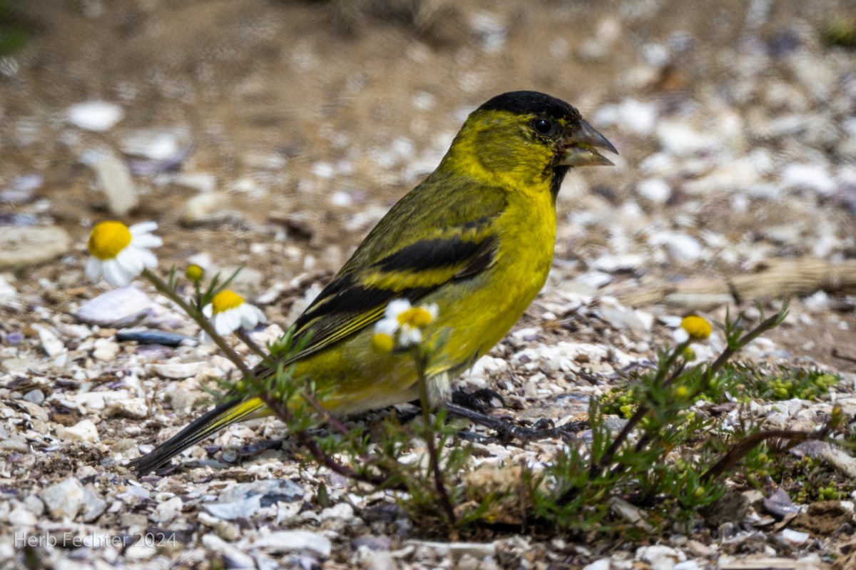 Black-chinned Siskin - ML614723414