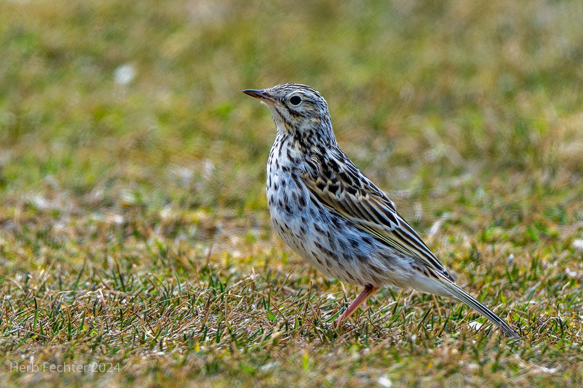 Correndera Pipit - ML614723433