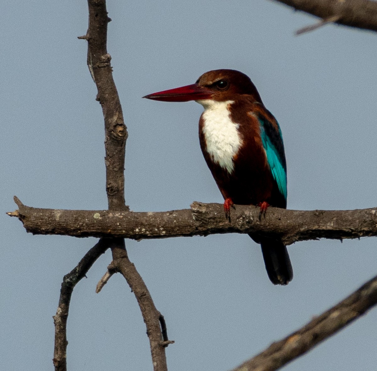 White-throated Kingfisher - Aravazhi S