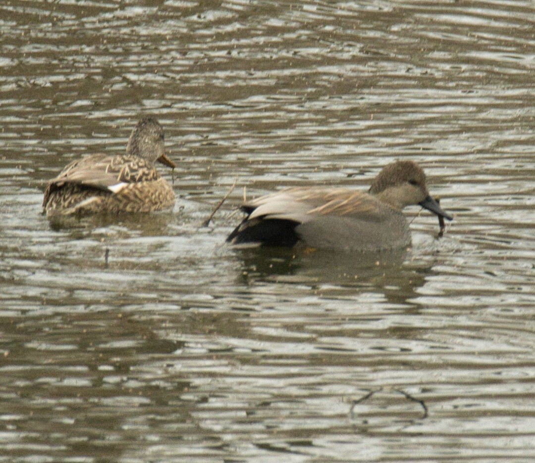 Gadwall - ML614723517