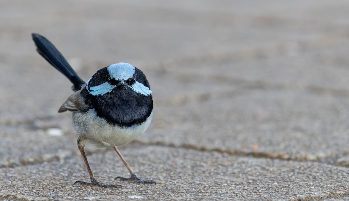 Superb Fairywren - Ian Davies