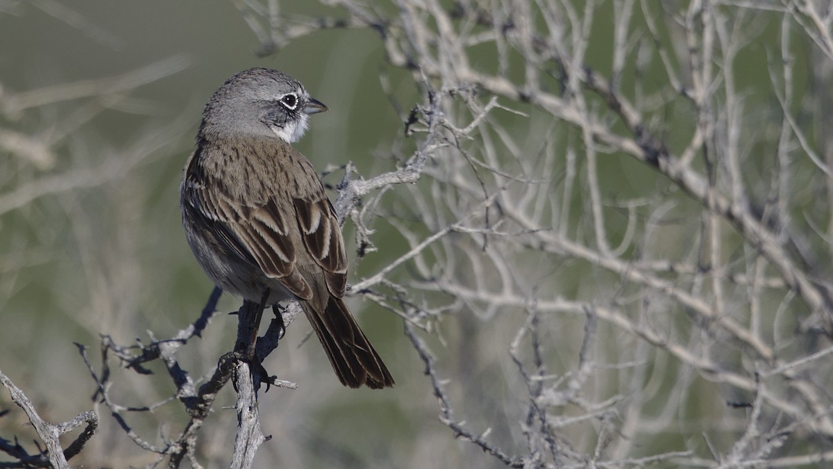 Sagebrush/Bell's Sparrow (Sage Sparrow) - ML614723537