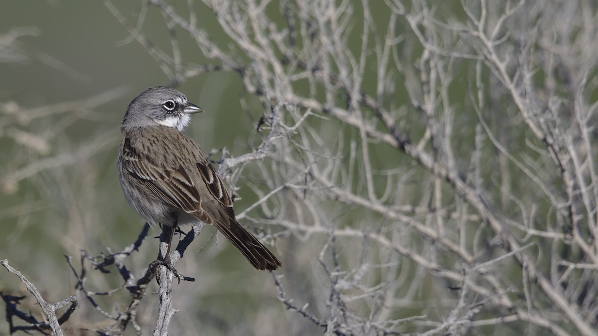 Sagebrush/Bell's Sparrow (Sage Sparrow) - ML614723538