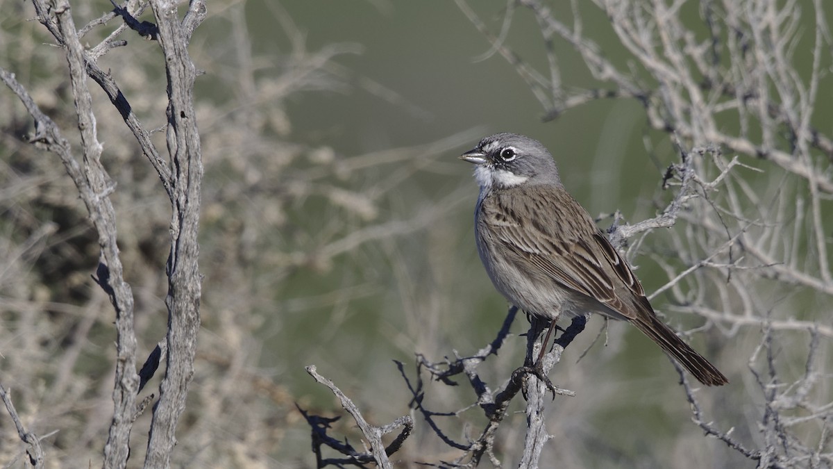 Sagebrush/Bell's Sparrow (Sage Sparrow) - ML614723542