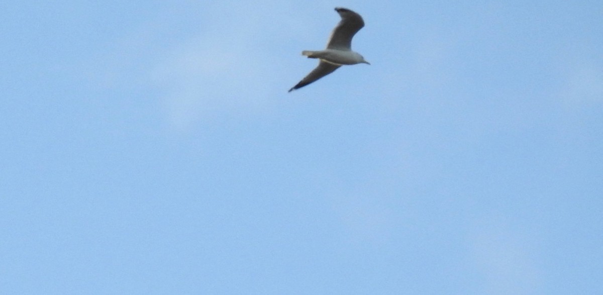 Ring-billed Gull - ML614723611